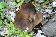 Disciotis venosa image