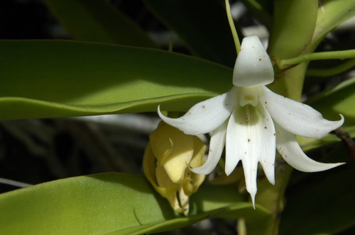 Sobennikoffia humbertiana
