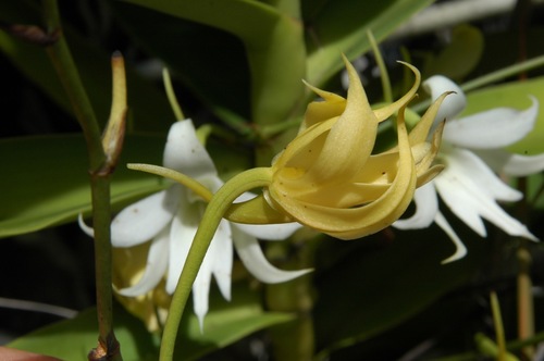 Sobennikoffia humbertiana