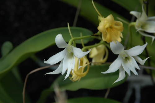 Sobennikoffia humbertiana