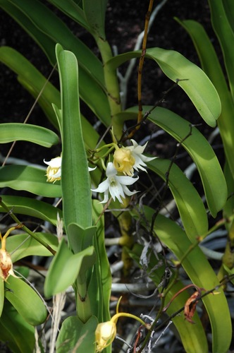 Sobennikoffia humbertiana