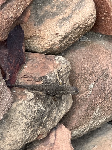 iNaturalist observation photo of Western Fence Lizard