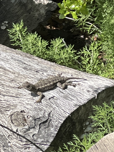 iNaturalist observation photo of Western Fence Lizard
