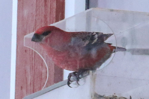 Pine Grosbeak