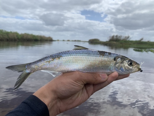 Blueback Shad