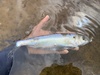 Blueback Shad - Photo (c) species_spotlight, all rights reserved, uploaded by species_spotlight