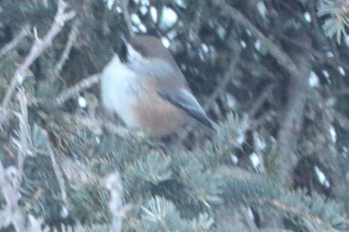 Boreal Chickadee