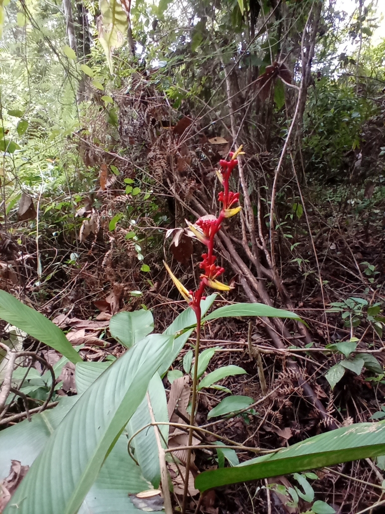Heliconia richardiana