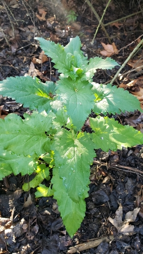 iNaturalist observation photo of California beeplant