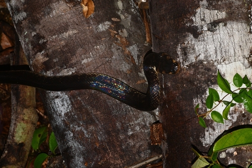 Kapuas Mud Snake (Homalophis gyii) · iNaturalist