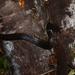 Kapuas Mud Snake - Photo (c) fandymuhammad, all rights reserved, uploaded by fandymuhammad