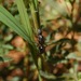 Camponotus gouldi - Photo (c) Len deBeer, todos los derechos reservados, subido por Len deBeer