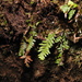 Tomophyllum hayatae - Photo (c) naturalistchu, todos os direitos reservados, uploaded by naturalistchu