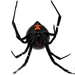 Southern Black Widow - Photo (c) Kevin Wiener, all rights reserved, uploaded by Kevin Wiener