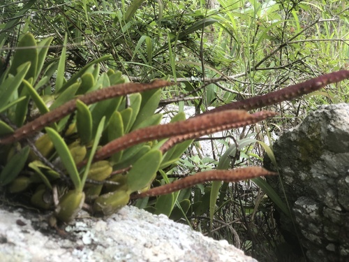 Bulbophyllum scaberulum image