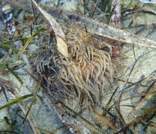 photo of Swimming Anemone (Boloceroides mcmurrichi)