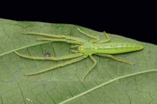 Oxytate multa · iNaturalist