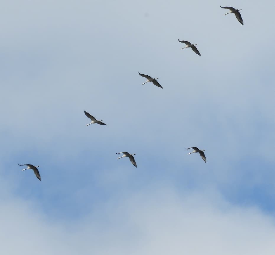 Common Crane From Lido Di Venezia Italia On November By Bp Foto Di Giovanna Mitri