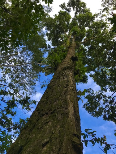 Quercus corrugata
