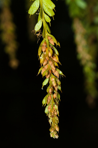 Tmesipteris tannensis (Spreng.) Bernh.