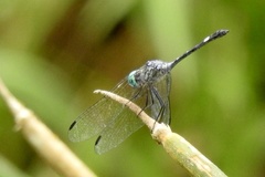 Micrathyria ocellata image