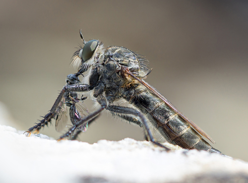 Machimus setibarbus (Loew, 1849)