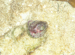 Lithopoma tectum image