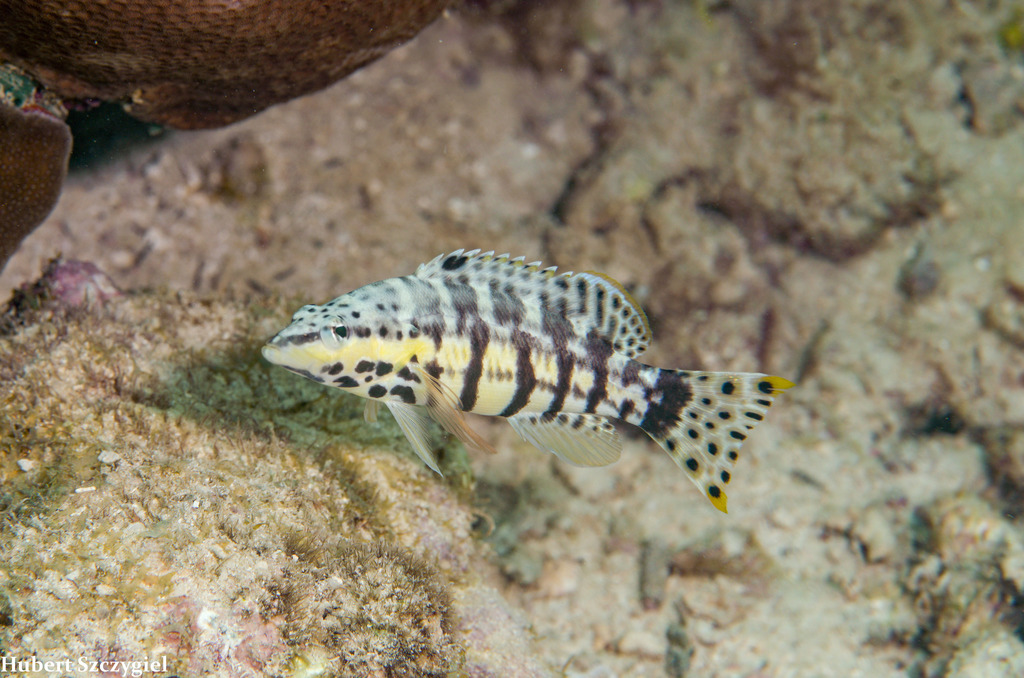 Harlequin Bass (Serranus tigrinus)