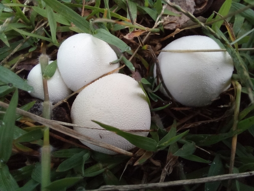 Pievinis pumpotaukšlis nuotrauka