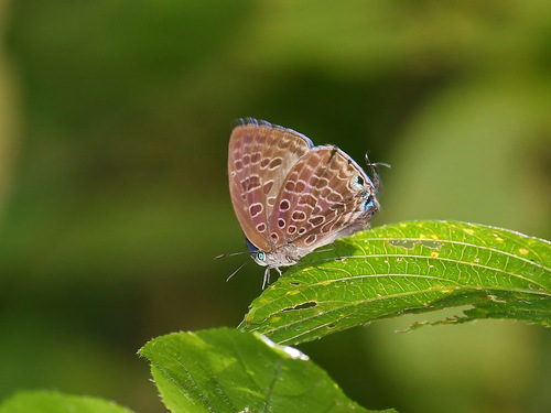 Arhopala pseudovihara · iNaturalist