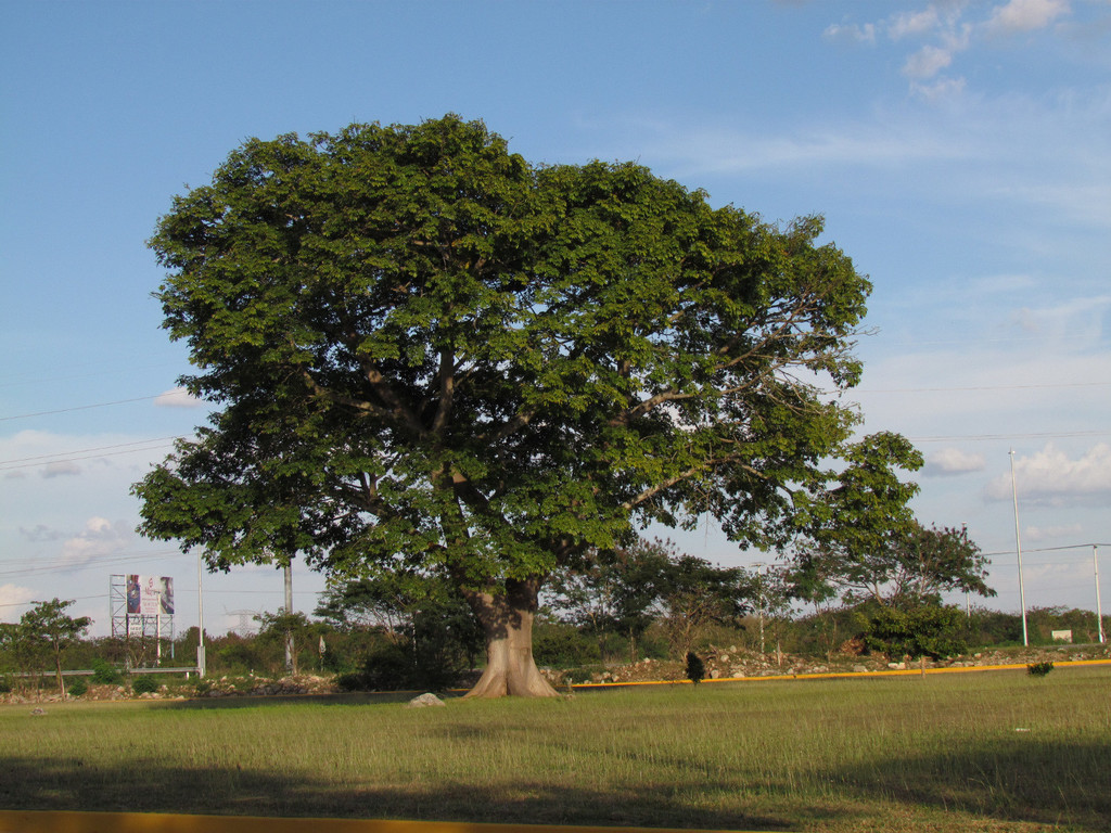 Kapok Tree from Mérida, Yucatán on January 21, 2012 at 04:29 PM by ...