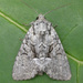 Eremobina leucoscelis - Photo (c) David Beadle, todos os direitos reservados, uploaded by David Beadle