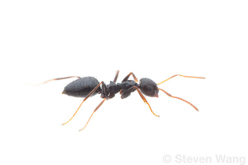 Lepisiota canescensLepisiota canescens
