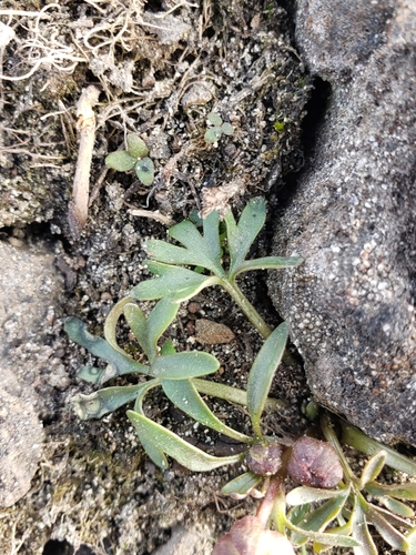 sagebrush buttercup