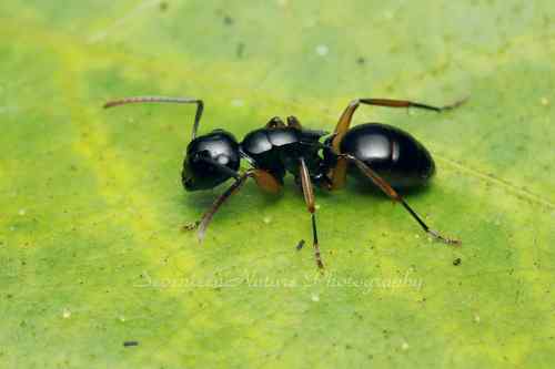 始兴多刺蚁Polyrhachis shixingensis