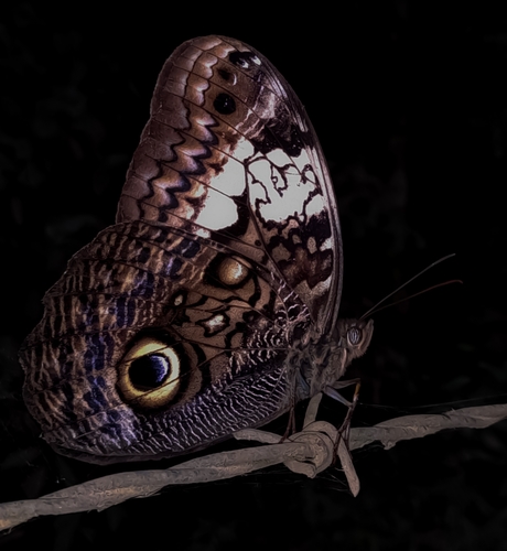 Caligo martia Latreille & Godart, 1824