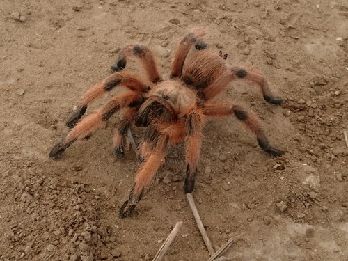 Rio Grande Gold Tarantula