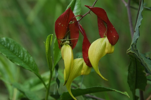 Crotalaria grevei