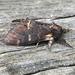Notodonta dromedarius - Photo (c) sj_naturalist, όλα τα δικαιώματα διατηρούνται