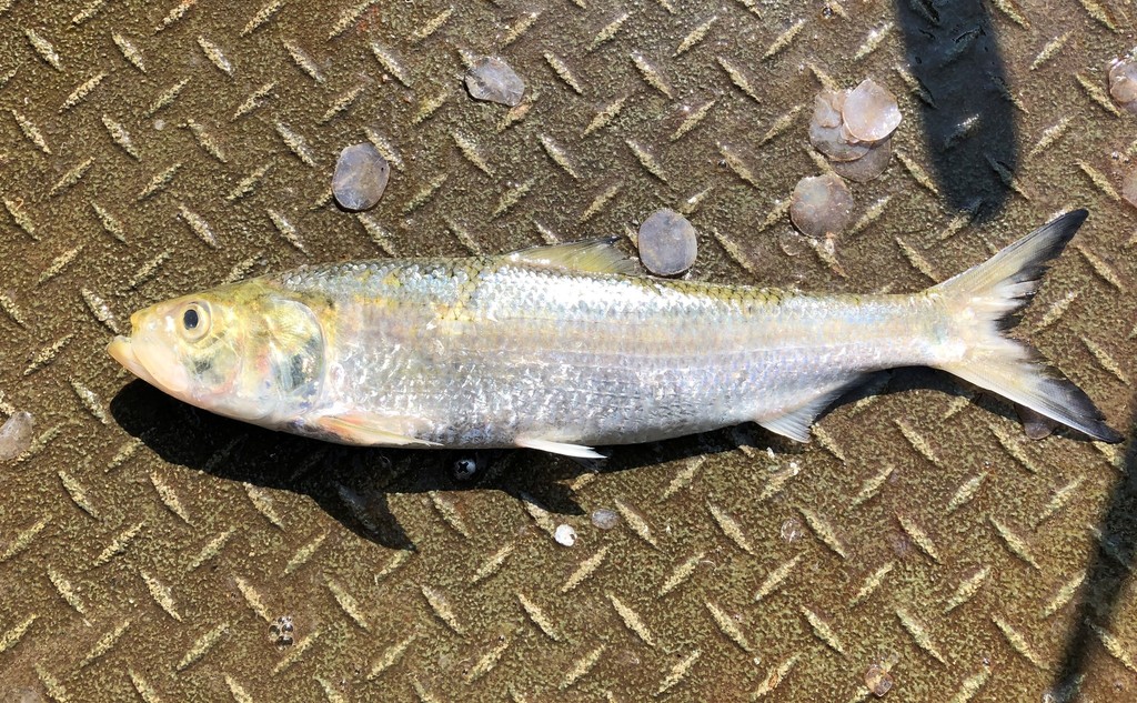 skipjack shad from Lauderdale County, AL, USA on July 22, 2021 at 0929