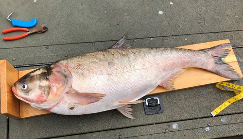 Silver Carp