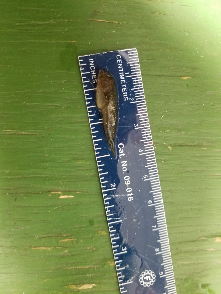 Highfin Blenny (A Field Guide to the Fishes of Charlotte Harbor