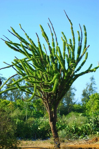 Madagascar Octopus Tree