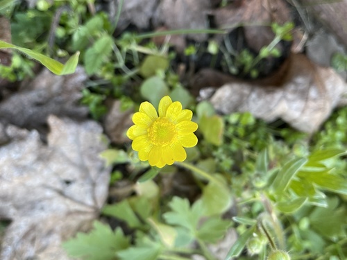 iNaturalist observation photo of buttercups