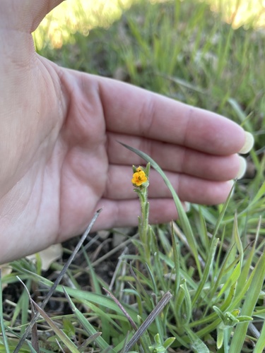 iNaturalist observation photo of Fiddlenecks