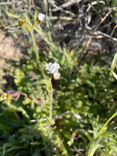 iNaturalist observation photo of Popcornflowers
