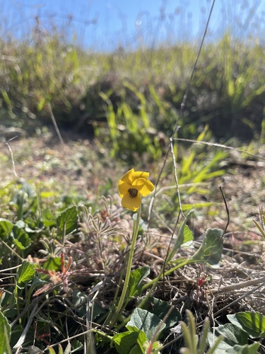 iNaturalist observation photo of California Golden Violet