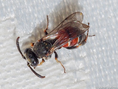 Nysson dimidiatus