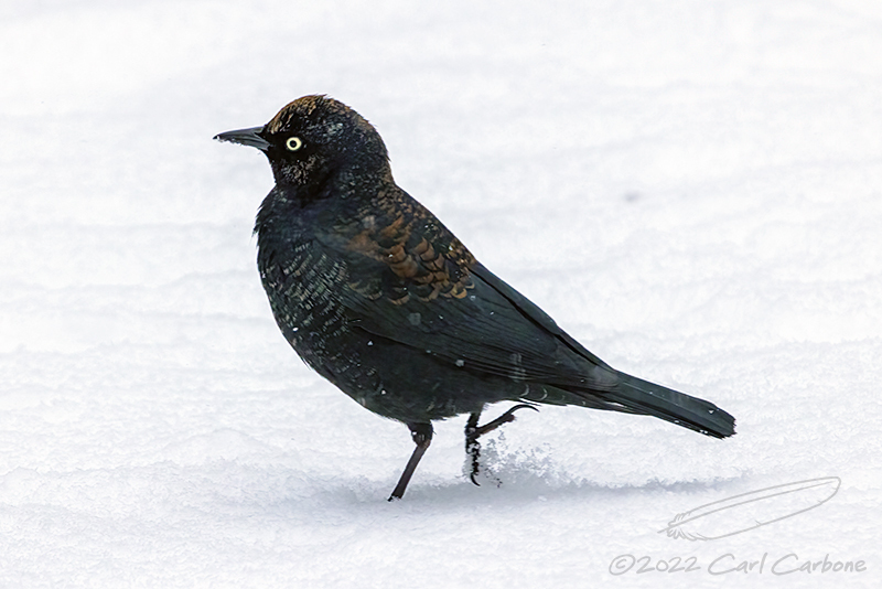 Rusty Blackbird photo