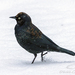 Rusty Blackbird - Photo (c) Carl Carbone, all rights reserved, uploaded by Carl Carbone